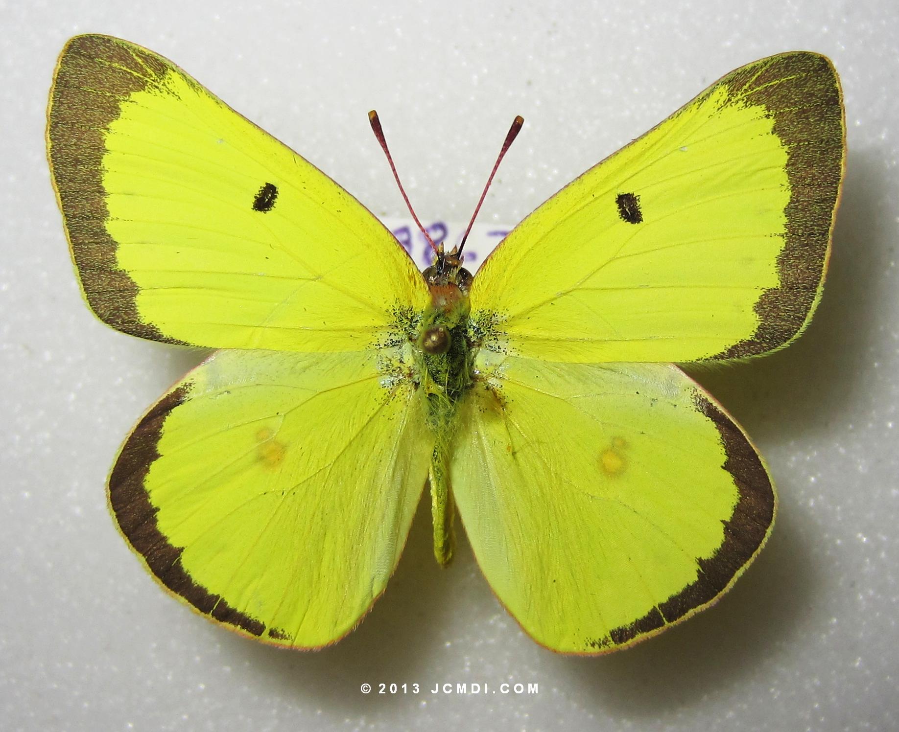 Colias harfordi male